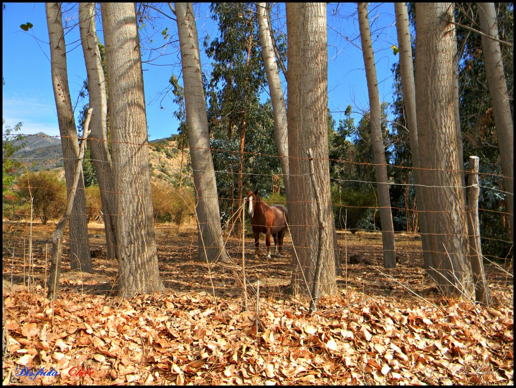 Foto de Alhué (Región Metropolitana), Chile