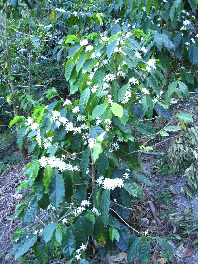 Foto Mata de café con flores Zongozotla (Puebla), México