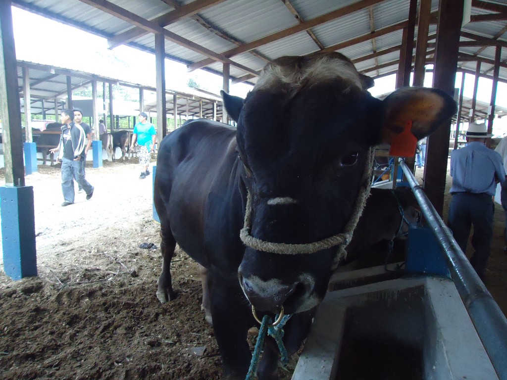 Foto: Toro - Puyo (Pastaza), Ecuador