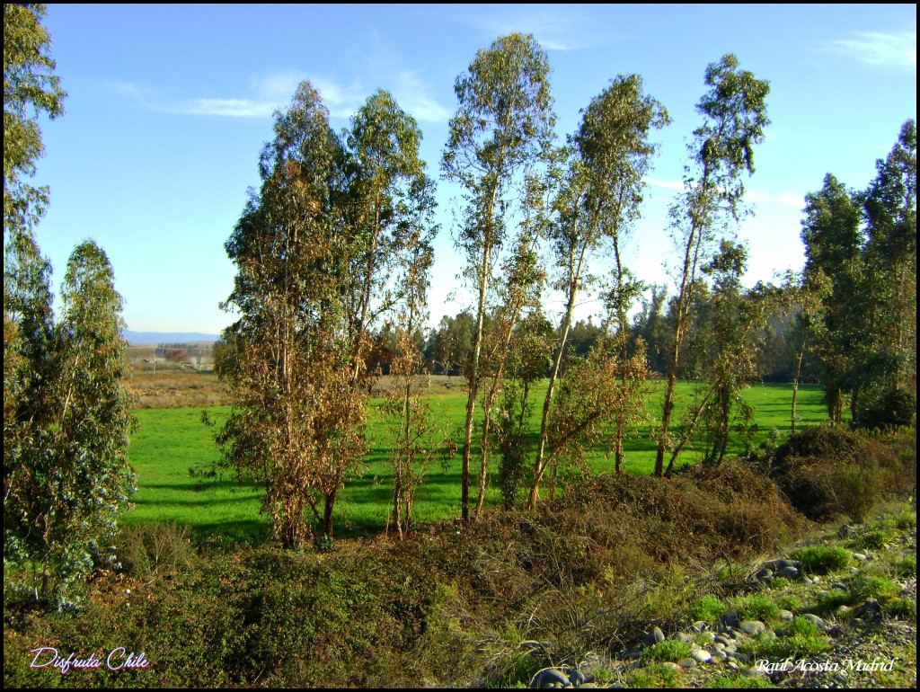 Foto de Lo Miranda, Chile