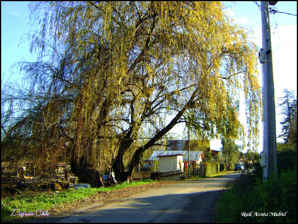 Foto de California, Chile