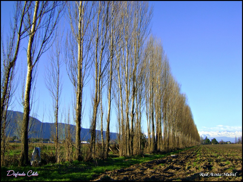 Foto de Lo Miranda, Chile