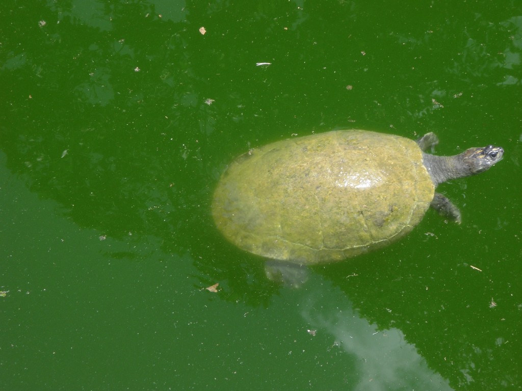 Foto: Galapago - Parque Del Este (Distrito Capital), Venezuela