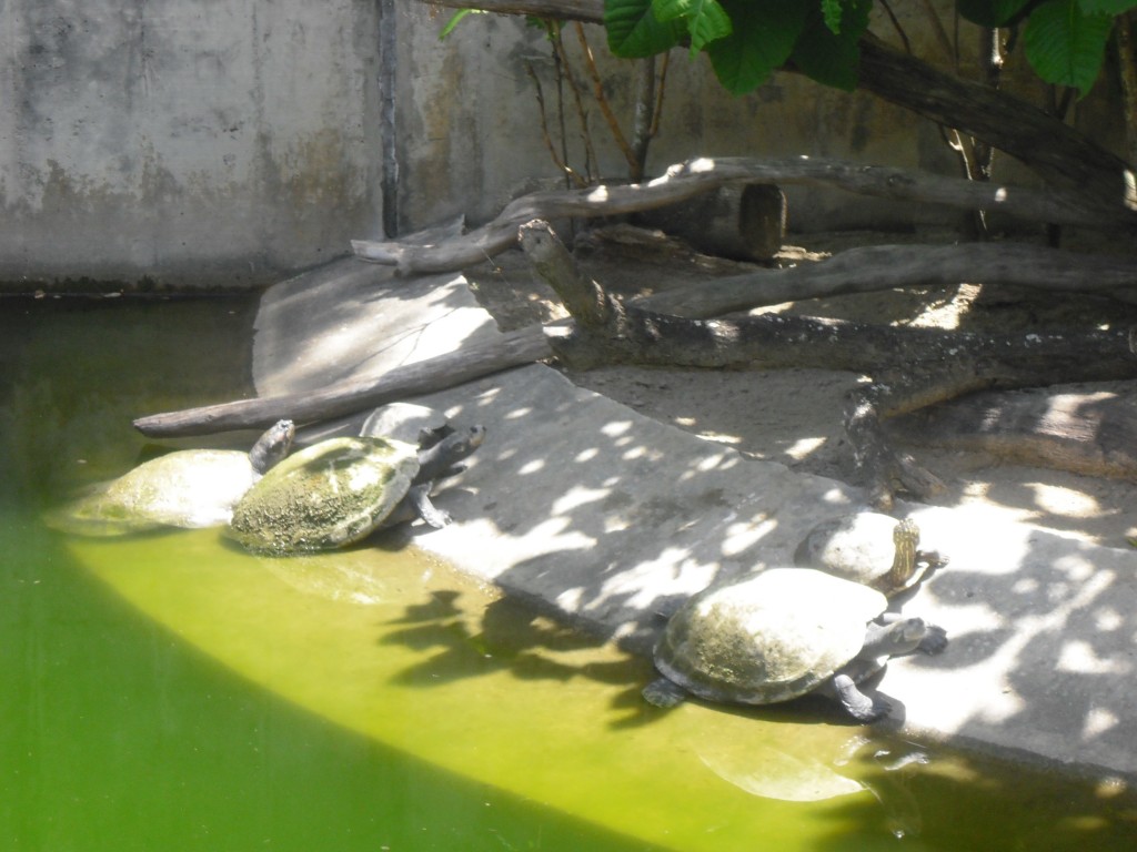 Foto: Galapagos - Parque Del Este (Distrito Capital), Venezuela