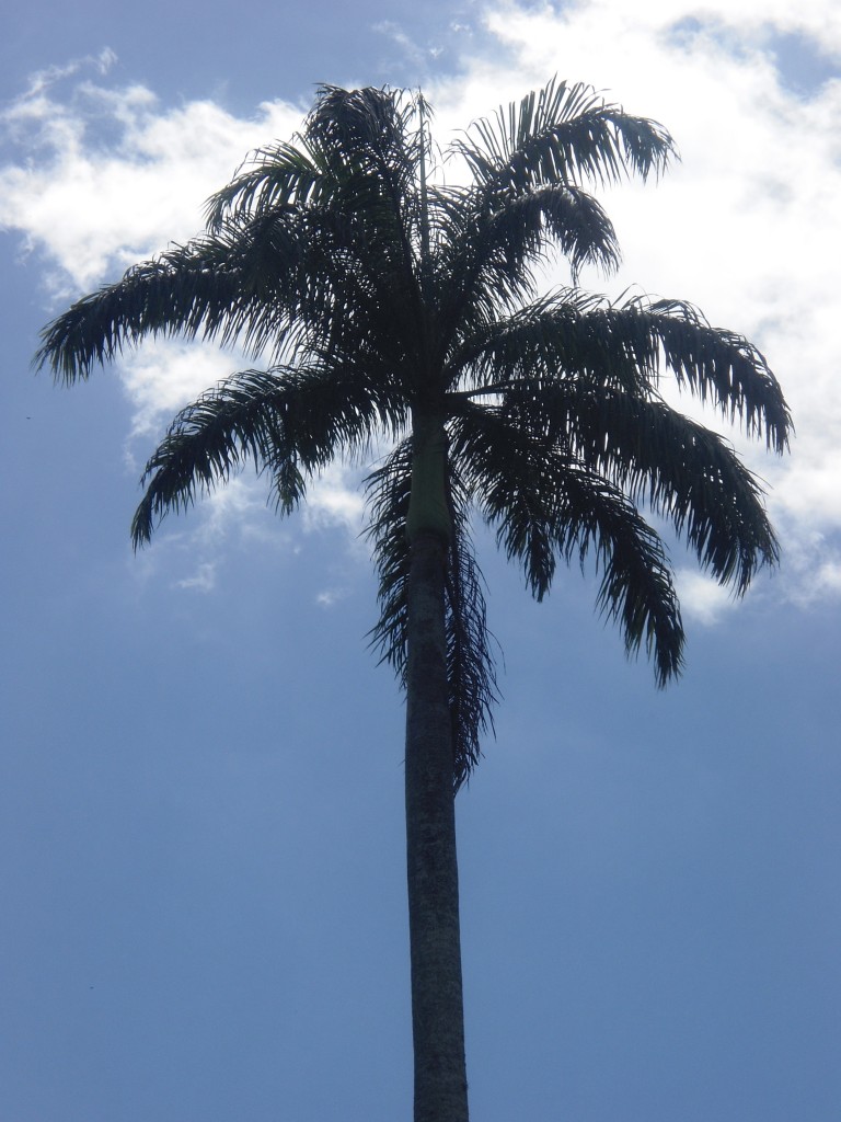 Foto: Muchos años de vida - Parque Del Este (Distrito Capital), Venezuela