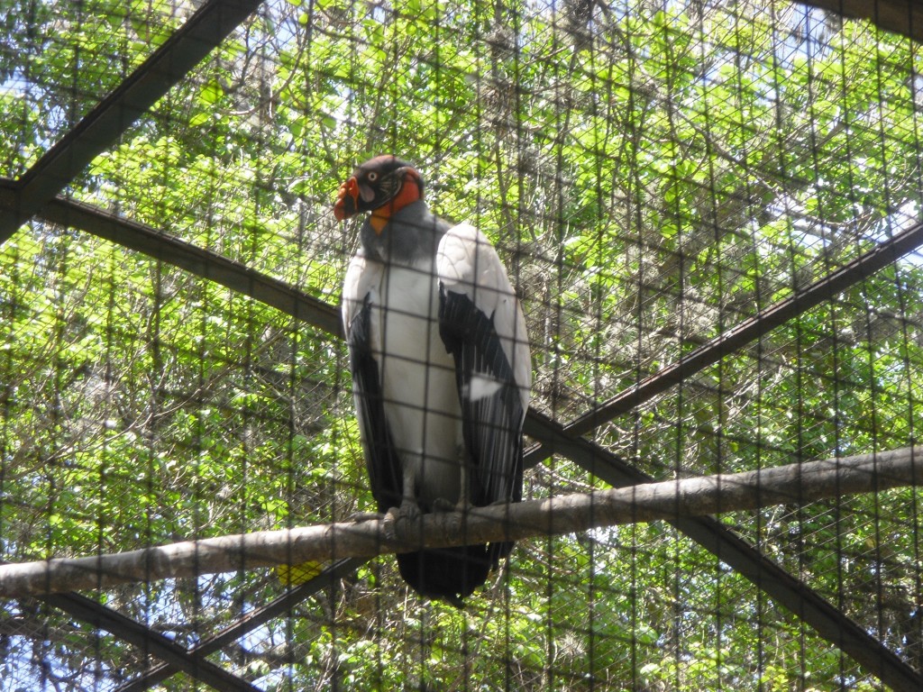 Foto: El Rey - Parque Del Este (Distrito Capital), Venezuela