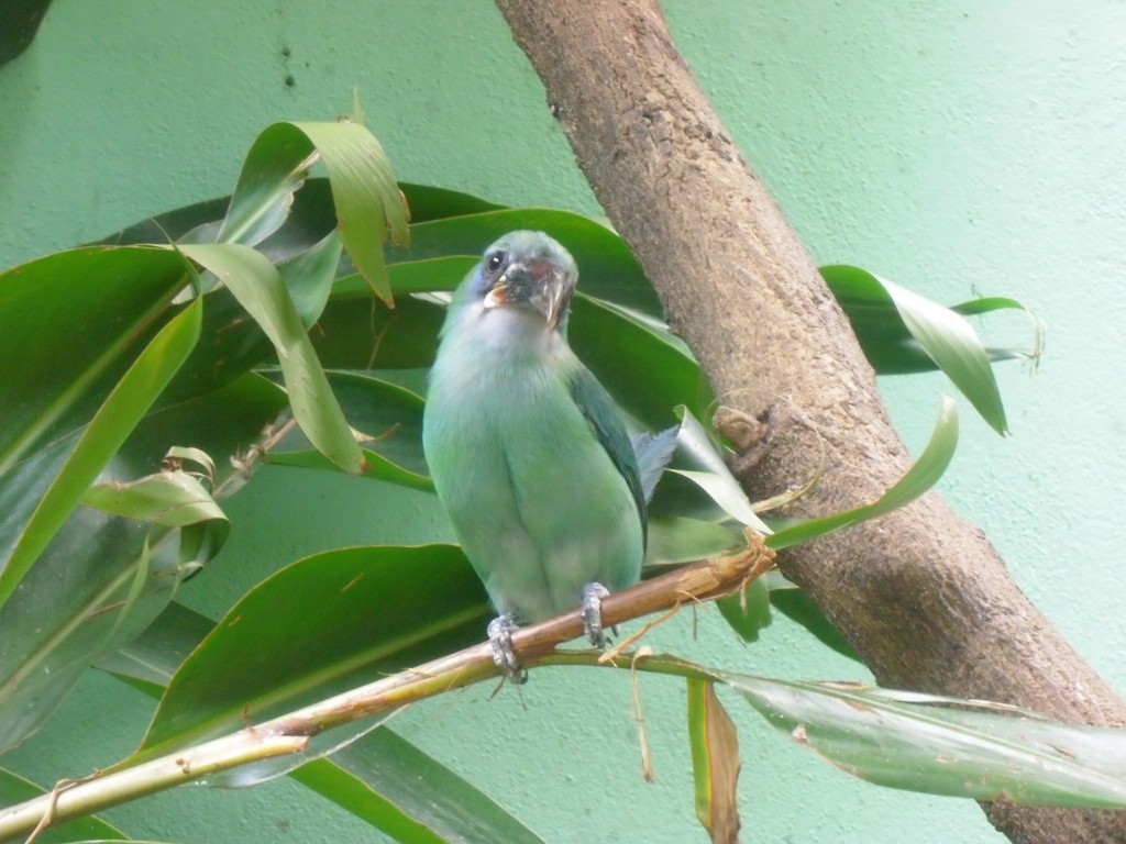 Foto de Parque Del Este (Distrito Capital), Venezuela