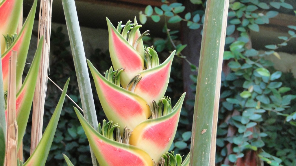 Foto: Mi Jardin - Puntarenas, Costa Rica