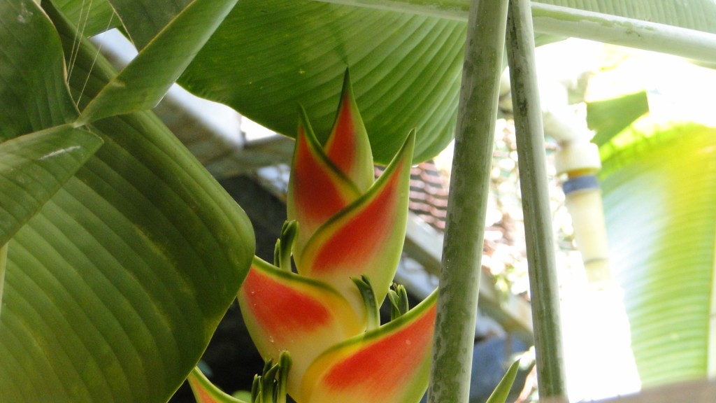 Foto: Mi Jardin - Puntarenas, Costa Rica