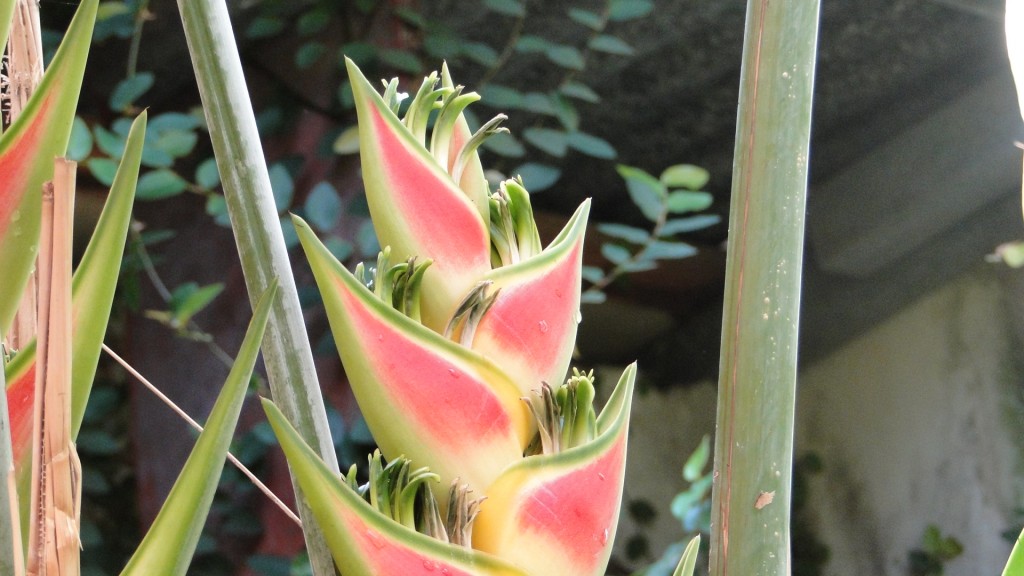 Foto: Mi Jardin - Puntarenas, Costa Rica