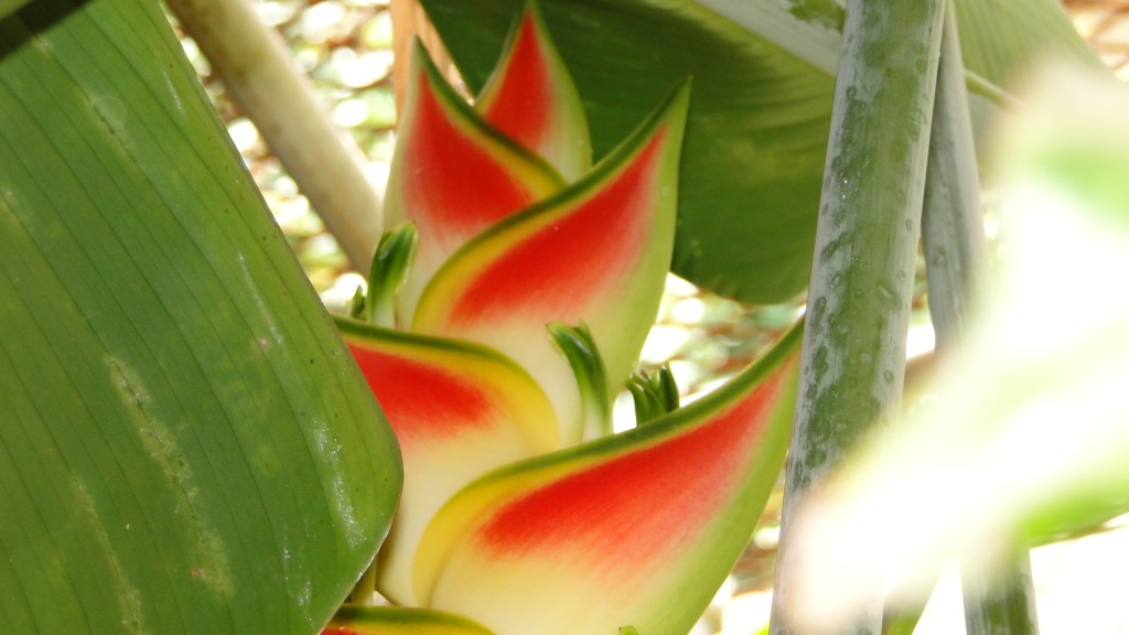 Foto: Mi Jardin - Puntarenas, Costa Rica