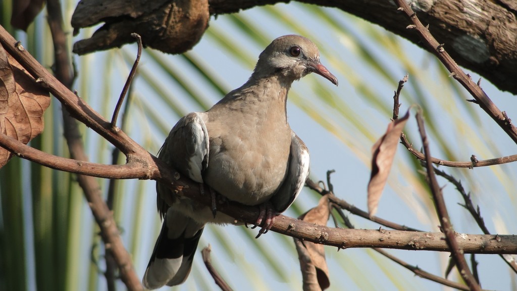 Foto: Angostura - Puntarenas, Costa Rica