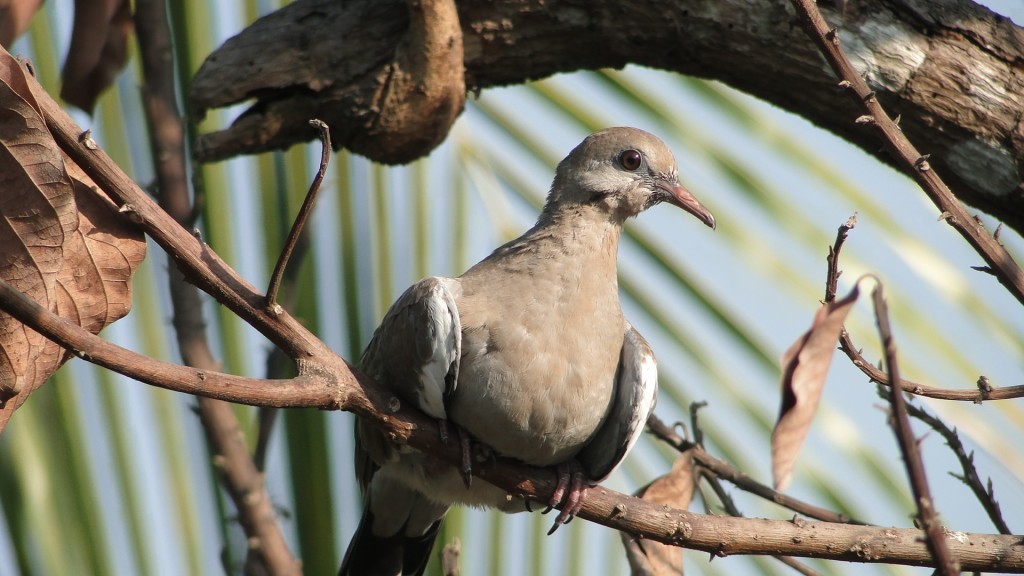 Foto: Angostura - Puntrenas, Costa Rica