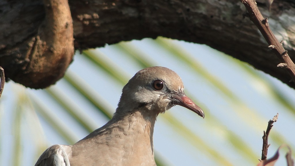 Foto: Angostura - Puntarenas, Costa Rica