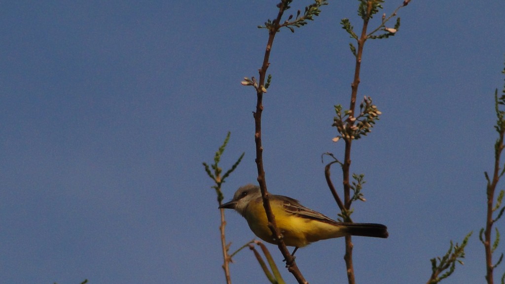 Foto: Pecho Amarillo - Esparza, Costa Rica