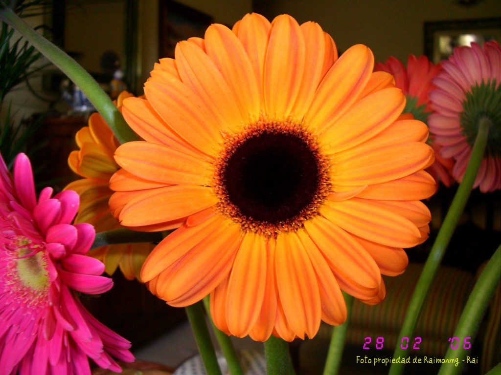 Foto: Gerberas - Almeria (Almería), España