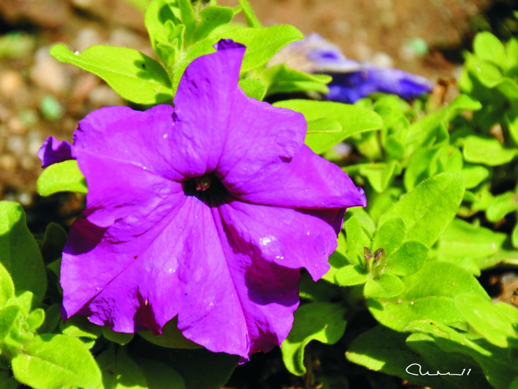 Foto: Flor - Valencia (València), España