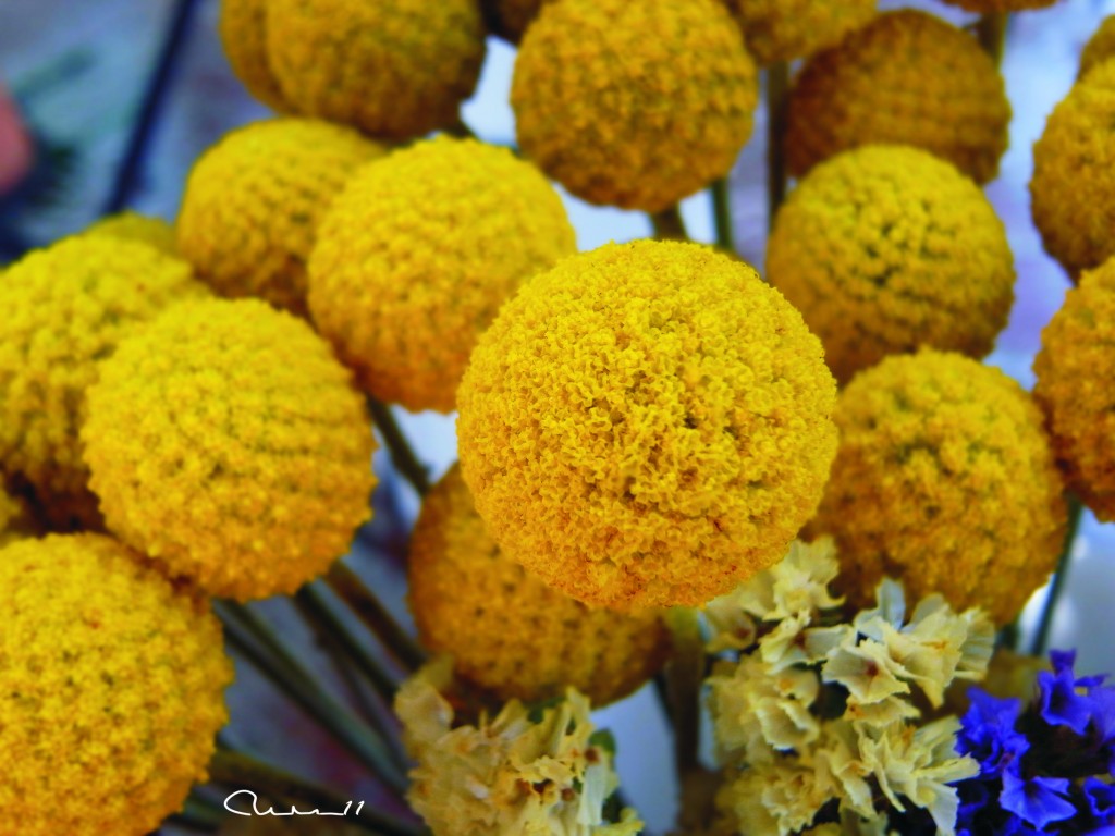 Foto: Flores - Valencia (València), España