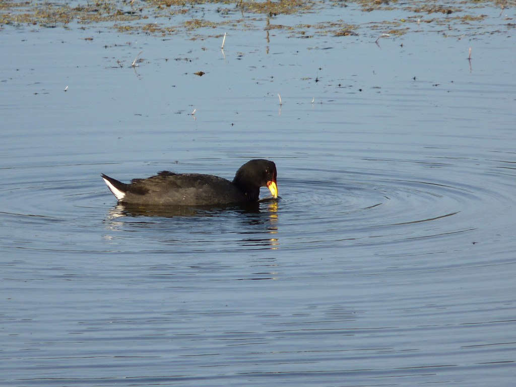 Foto de Laguna de los Padres (Buenos Aires), Argentina