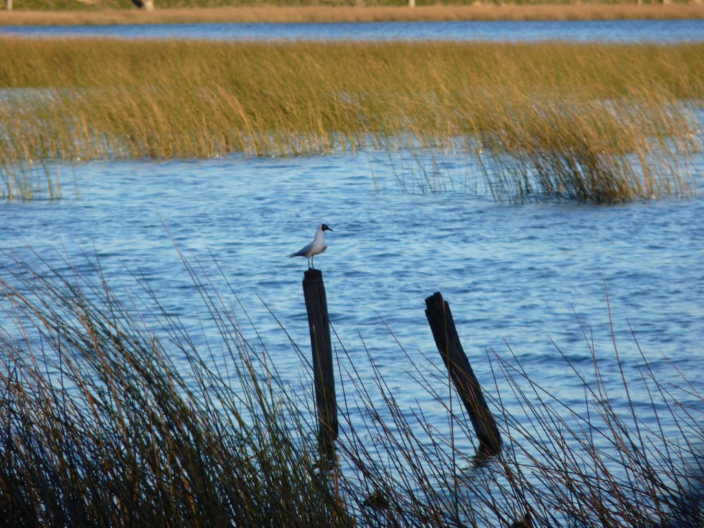 Foto de Laguna La Brava (Buenos Aires), Argentina