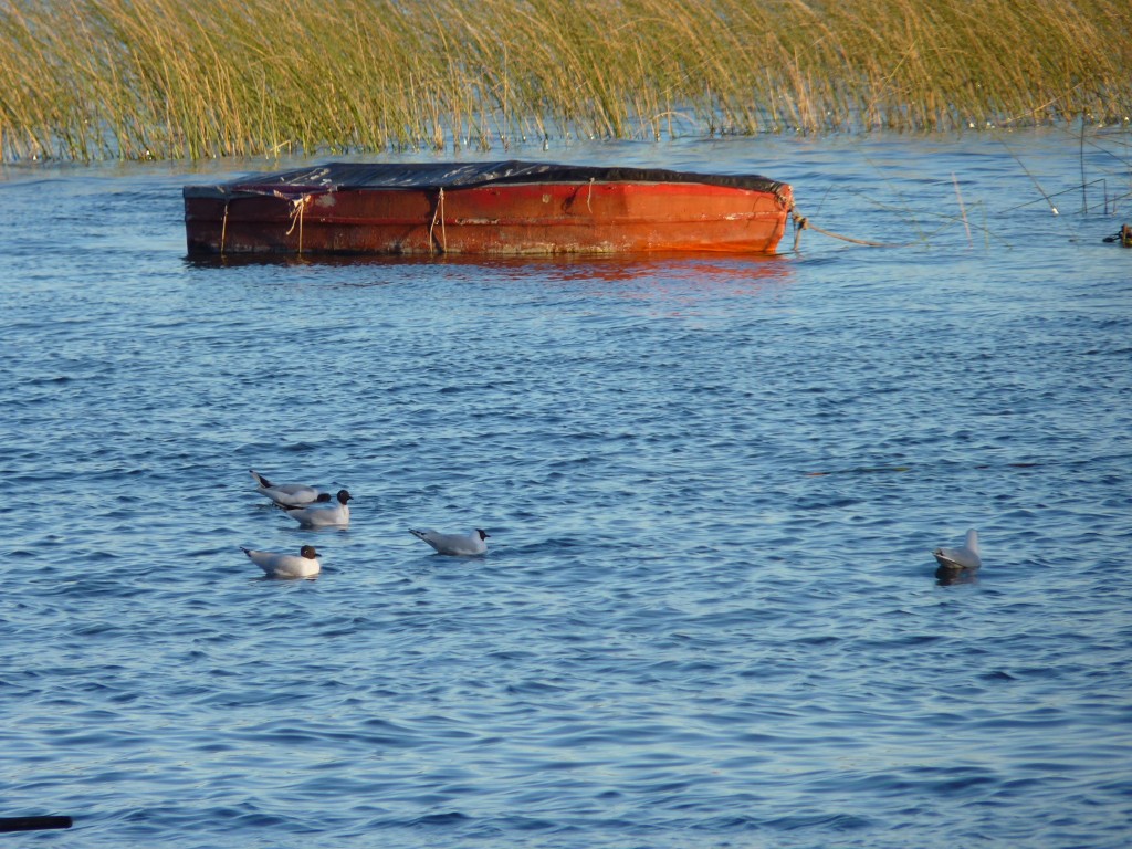 Foto de Laguna La Brava (Buenos Aires), Argentina