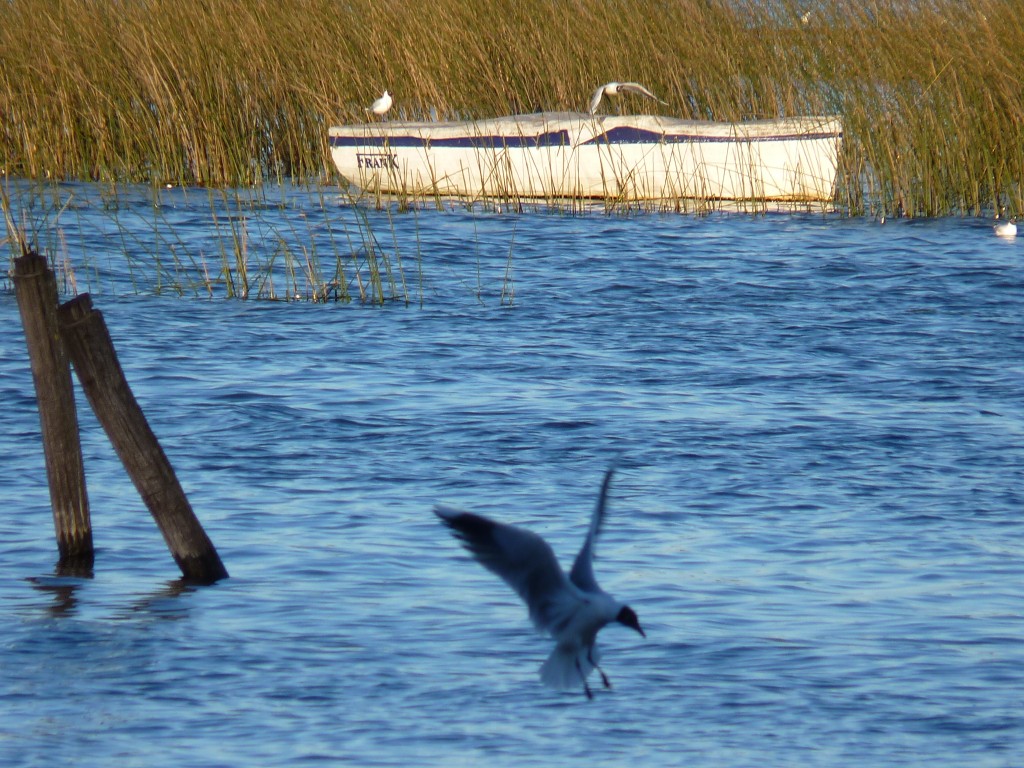 Foto de Laguna La Brava (Buenos Aires), Argentina