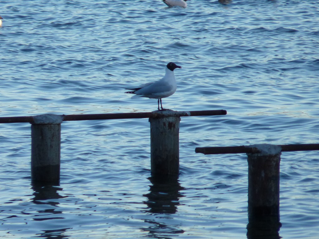 Foto de Laguna La Brava (Buenos Aires), Argentina