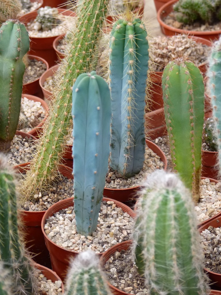 Foto: Vivero de Cactus - Mar del Plata (Buenos Aires), Argentina