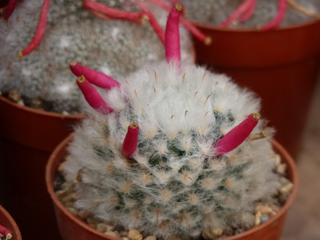 Foto: Vivero de Cactus - Mar del Plata (Buenos Aires), Argentina