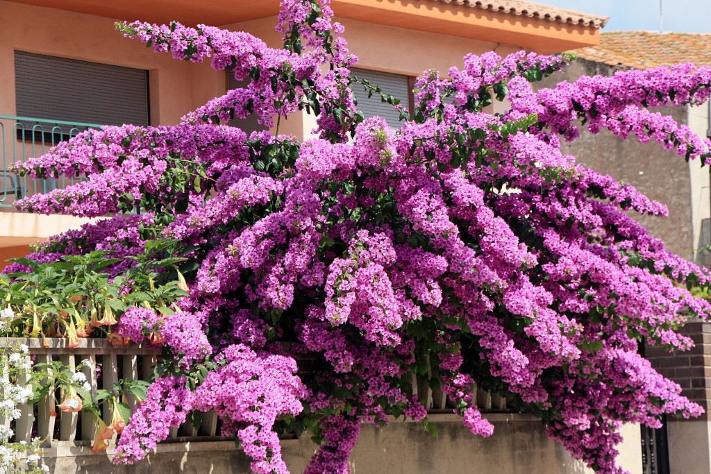 Foto: Un poco de color - Aliò (Tarragona), España