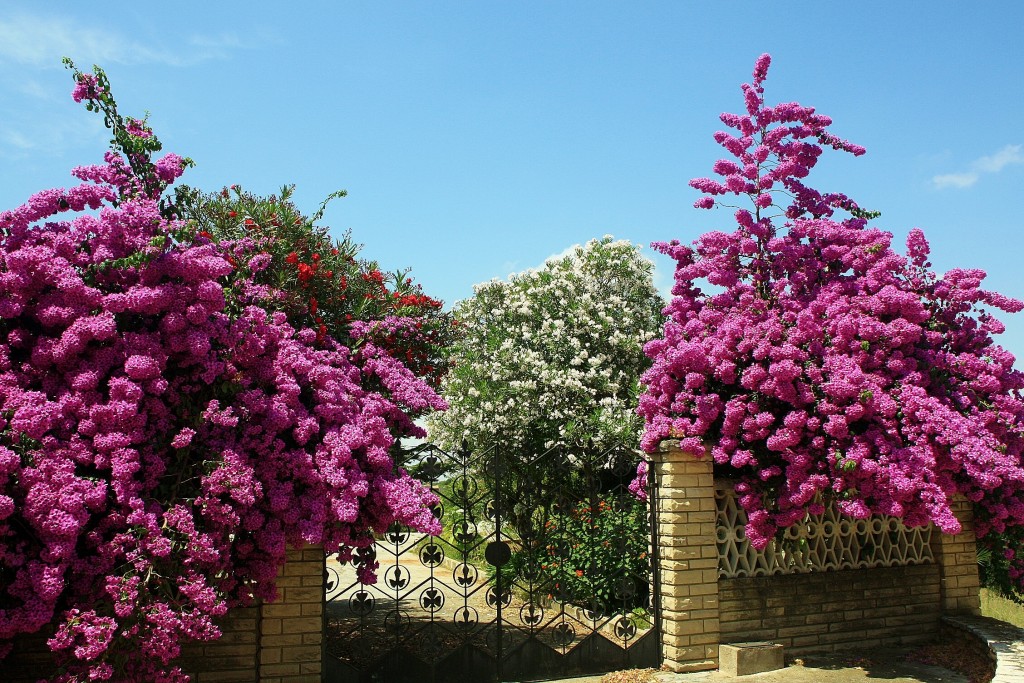 Foto: Un poco de color - Renau (Tarragona), España