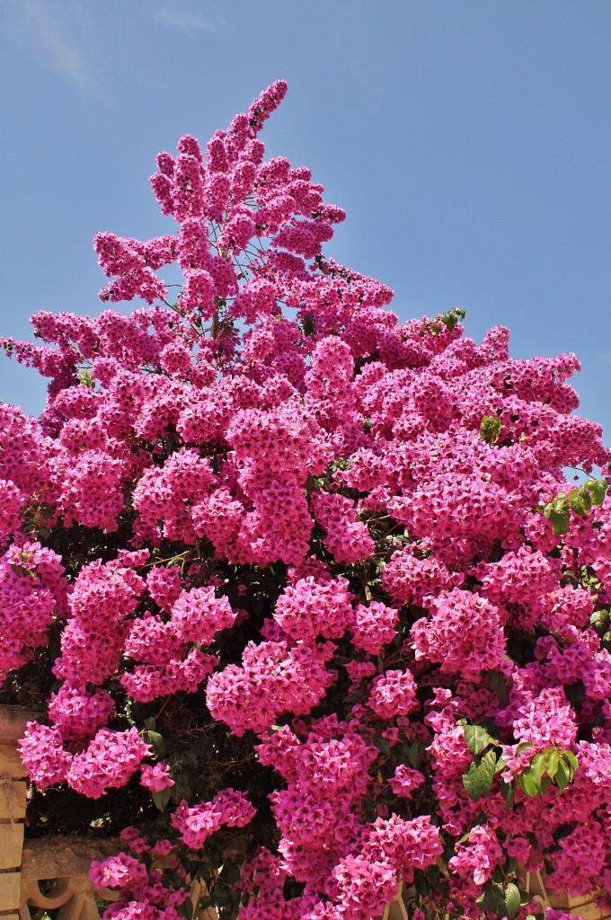 Foto: Un poco de color - Renau (Tarragona), España