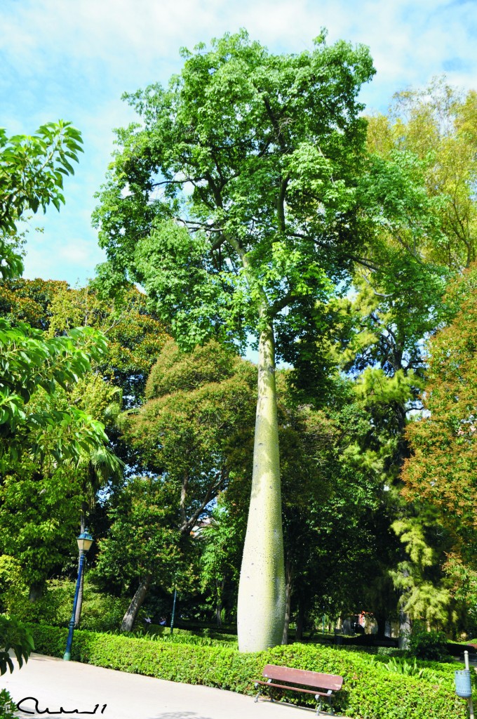 Foto: Jardines - Valencia (València), España