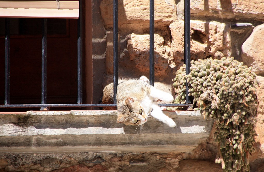 Foto: Gatito - Alòs de Balaguer (Lleida), España