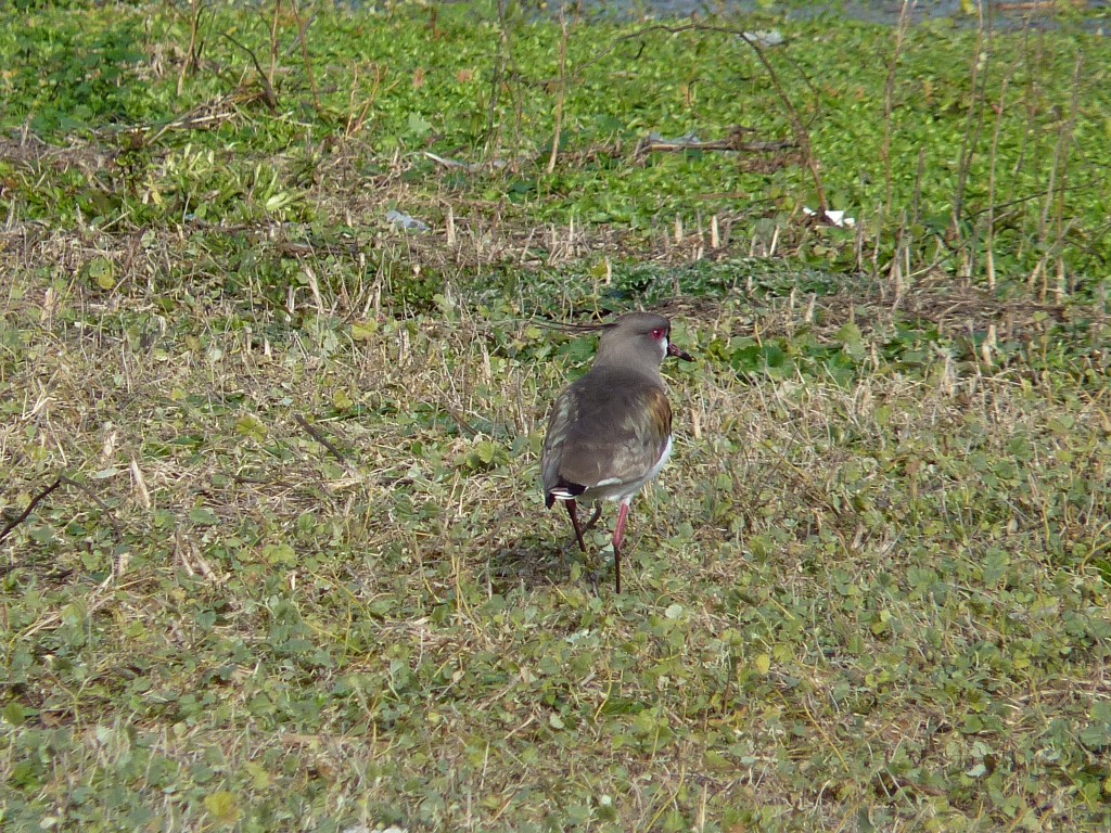 Foto: Teru Teru - Laguna de los Padres (Buenos Aires), Argentina