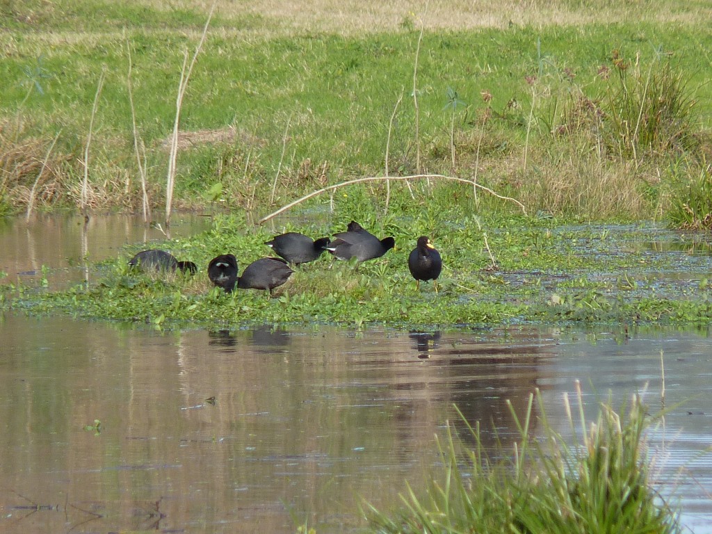 Foto de Laguna de los Padres (Buenos Aires), Argentina