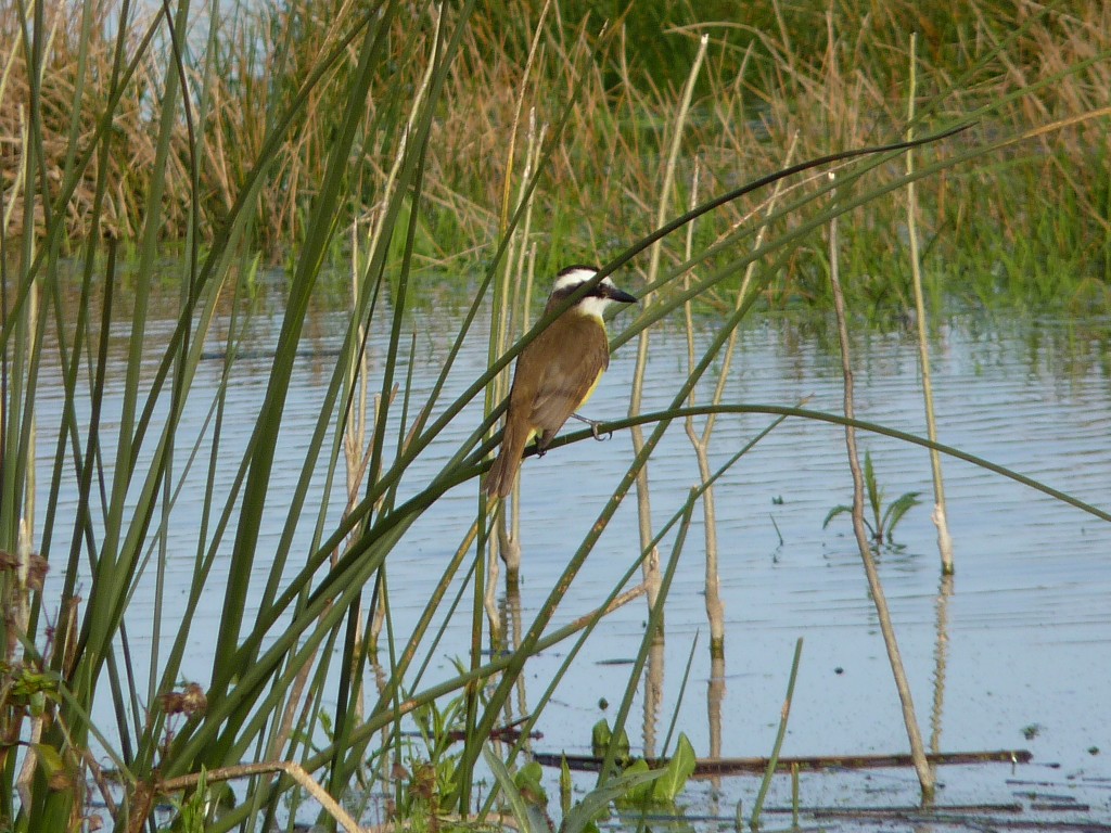 Foto: Benteveo - Laguna de los Padres (Buenos Aires), Argentina