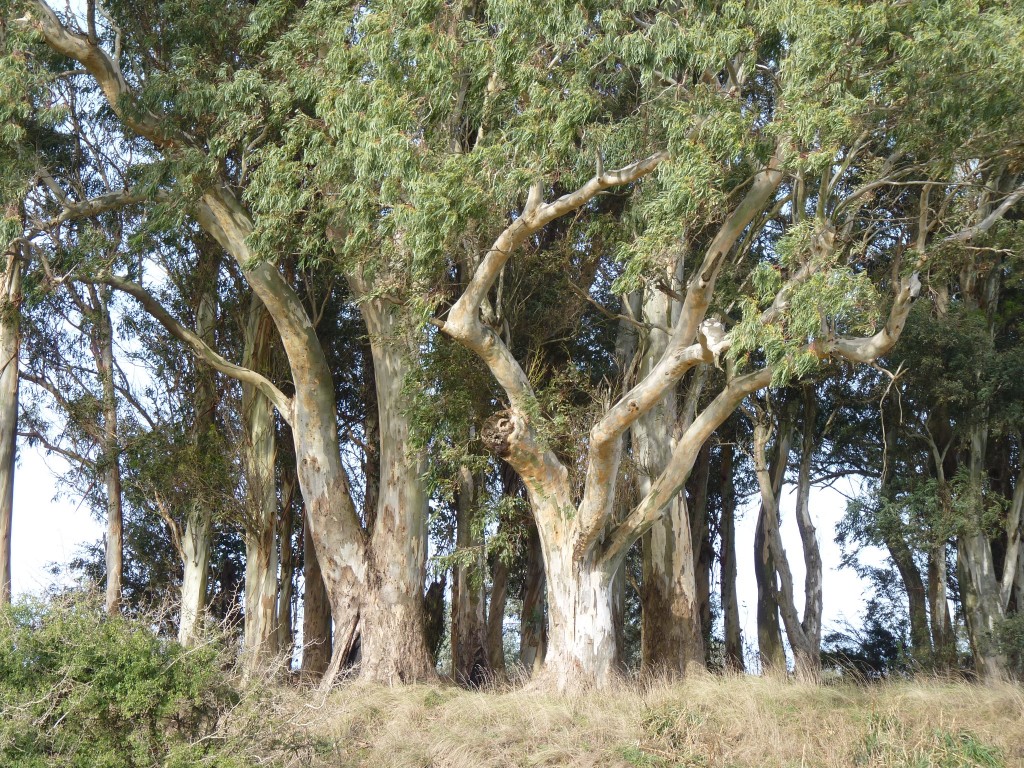 Foto de Laguna de los Padres (Buenos Aires), Argentina