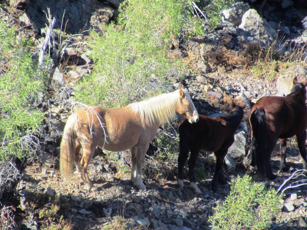 Foto de San Juan de Pirque (Región Metropolitana), Chile