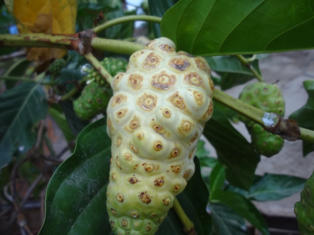 Foto: Noni - Crucita (Manabí), Ecuador