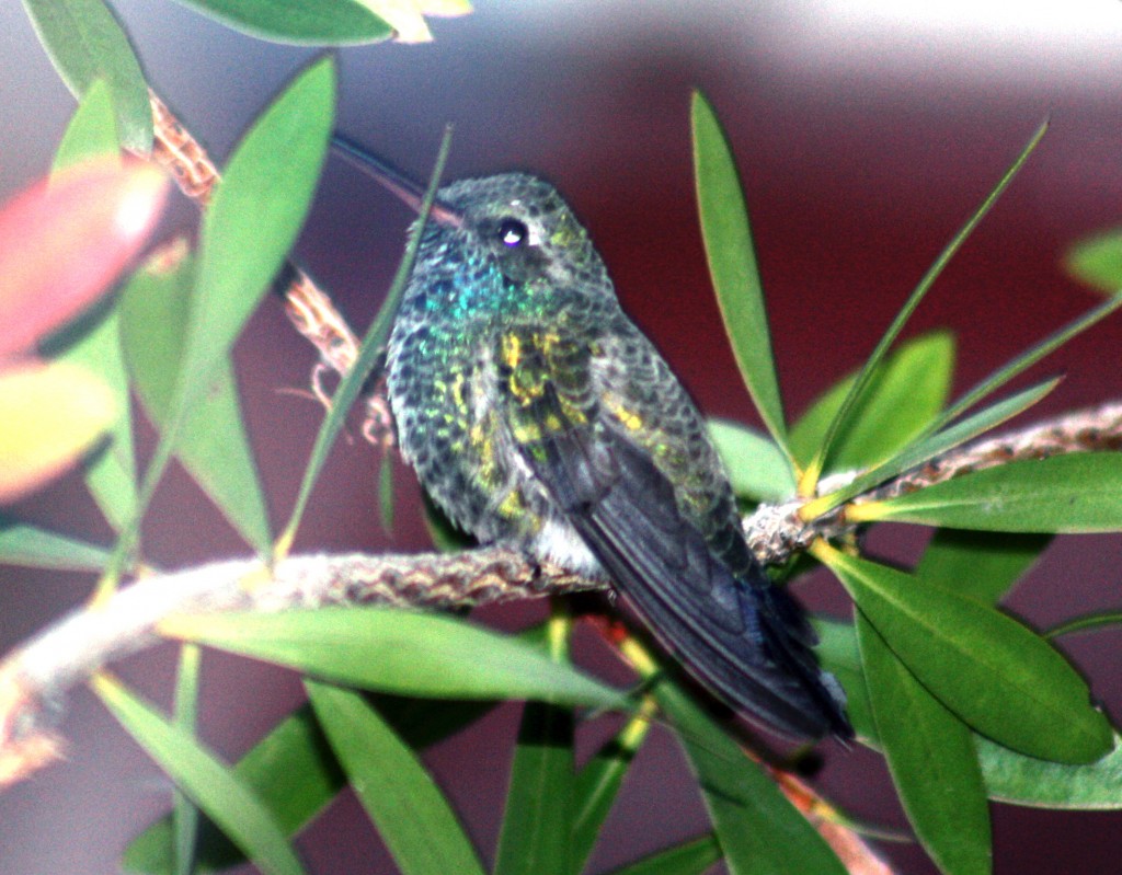 Foto: CYNANTHUS LATIROSTRIS MACHO - Puebla Pue, México