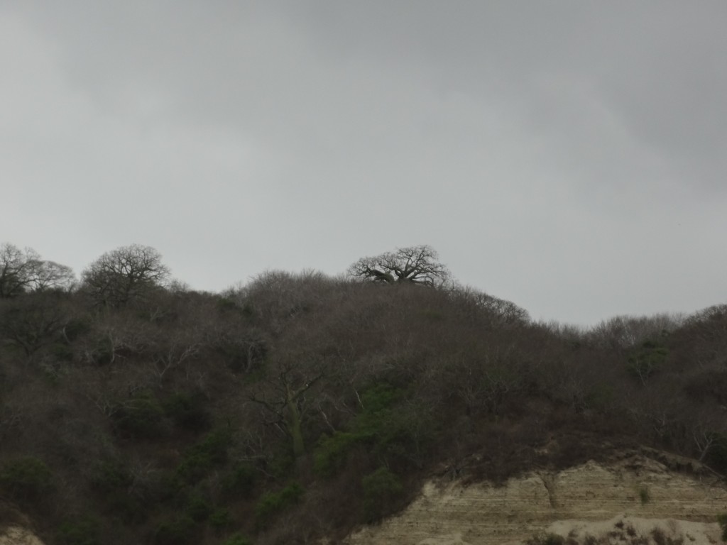 Foto: Ceibos - Crucita (Manabí), Ecuador