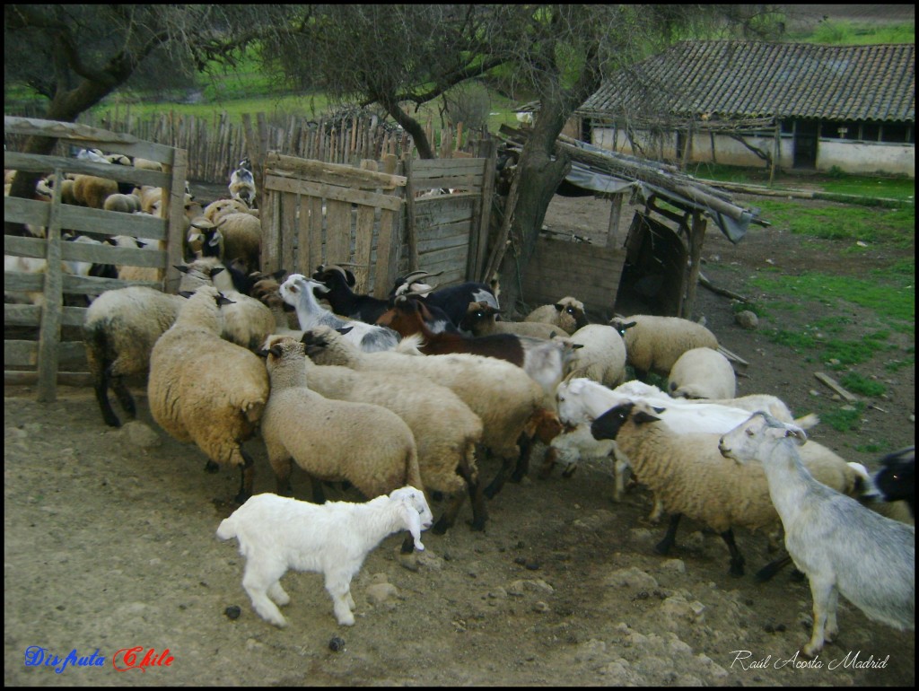 Foto de Romeral (Libertador General Bernardo OʼHiggins), Chile