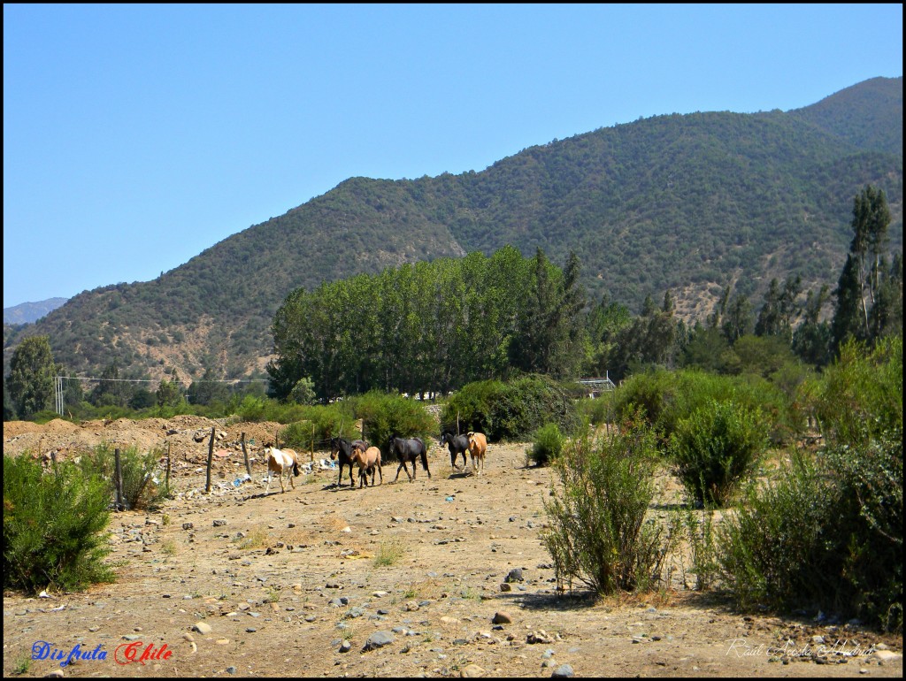 Foto de Alhué (Región Metropolitana), Chile