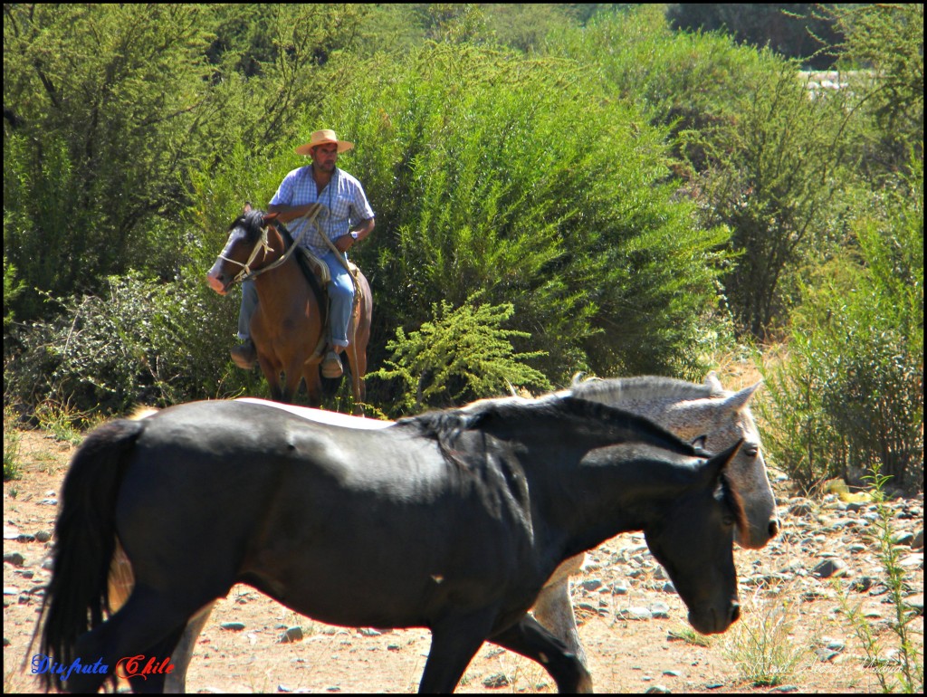 Foto de Alhué (Región Metropolitana), Chile