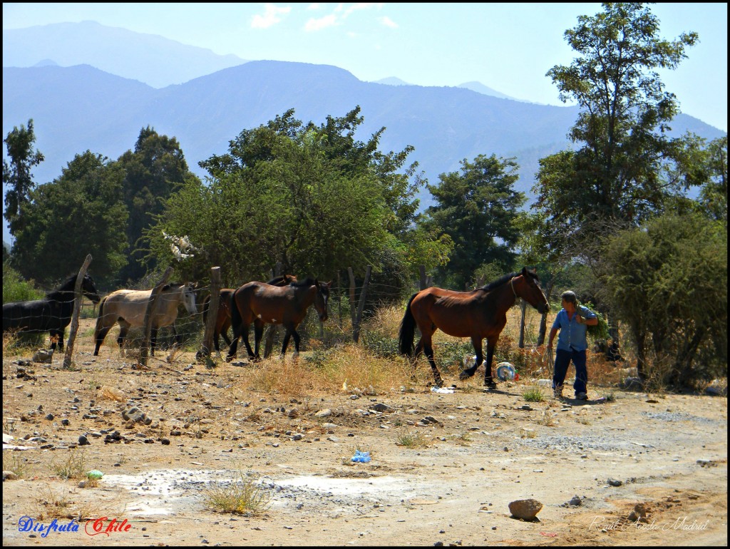 Foto de Alhué (Región Metropolitana), Chile