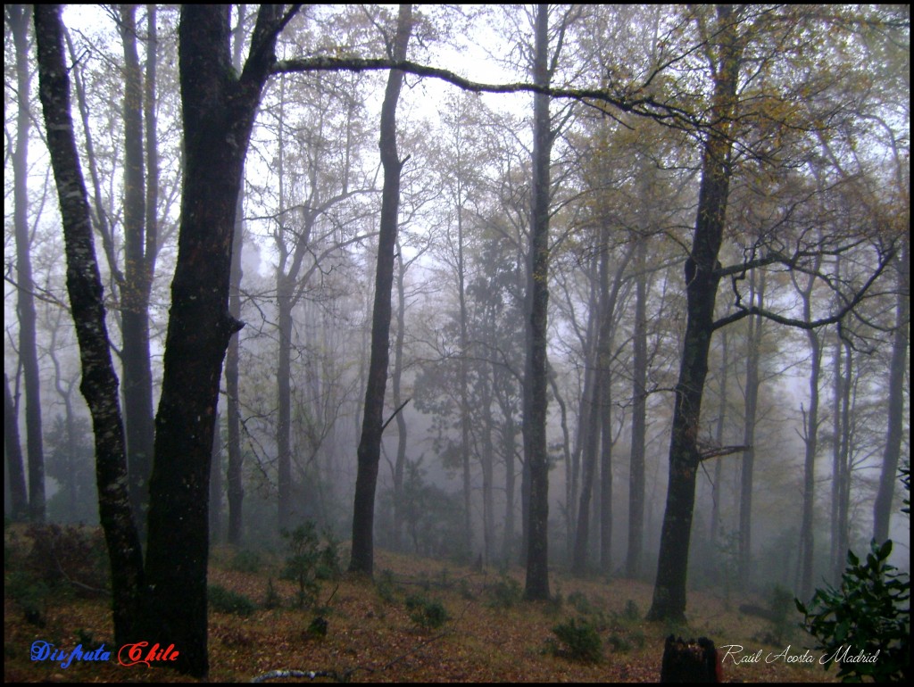 Foto de Curarrehue (Los Lagos), Chile