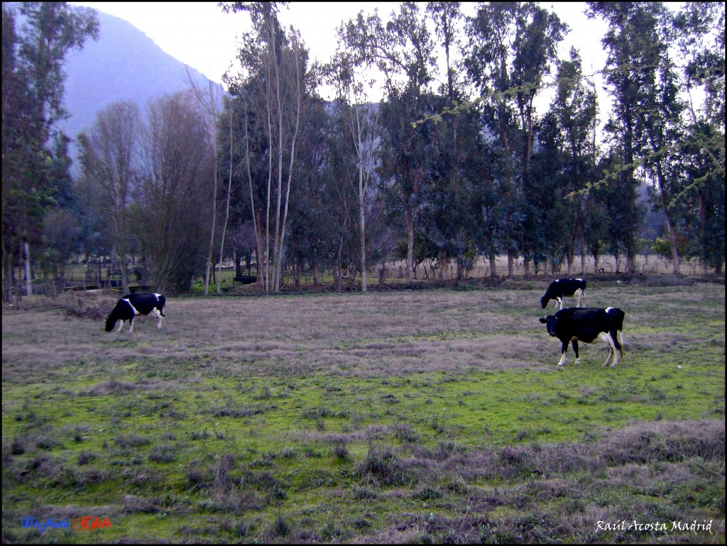 Foto de California (Libertador General Bernardo OʼHiggins), Chile