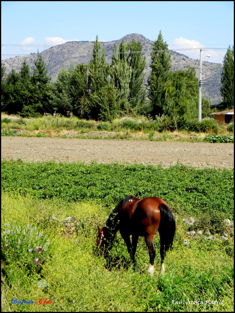 Foto de California (Libertador General Bernardo OʼHiggins), Chile