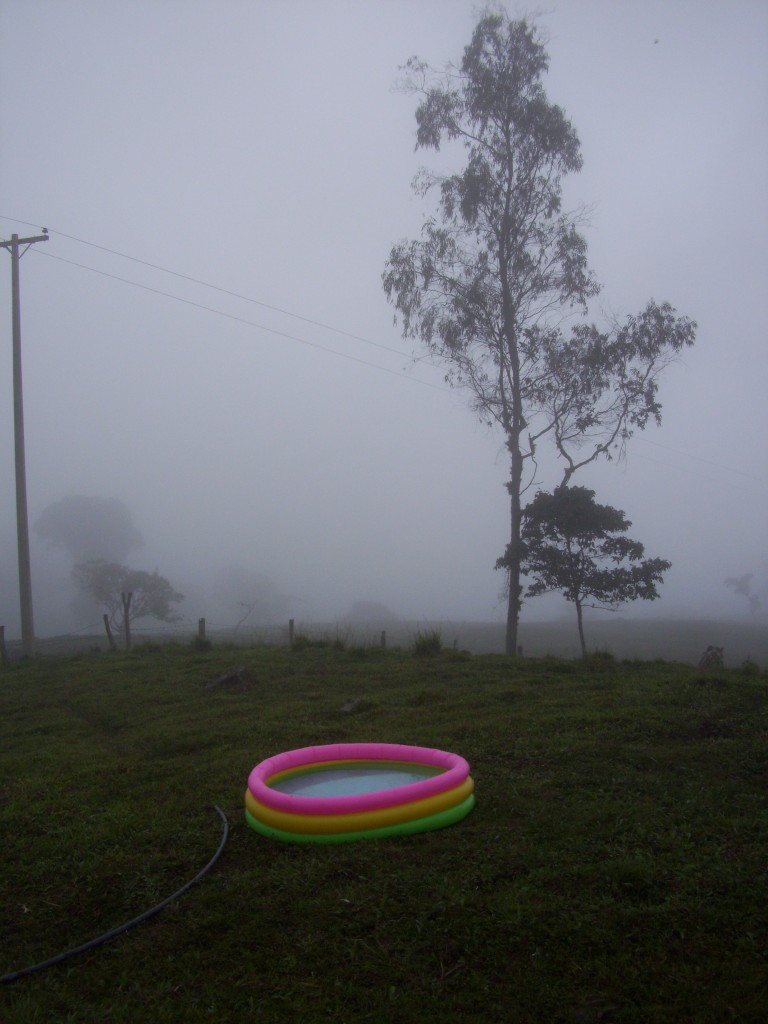 Foto: Eucalipto - San Juan (Boyacá), Colombia